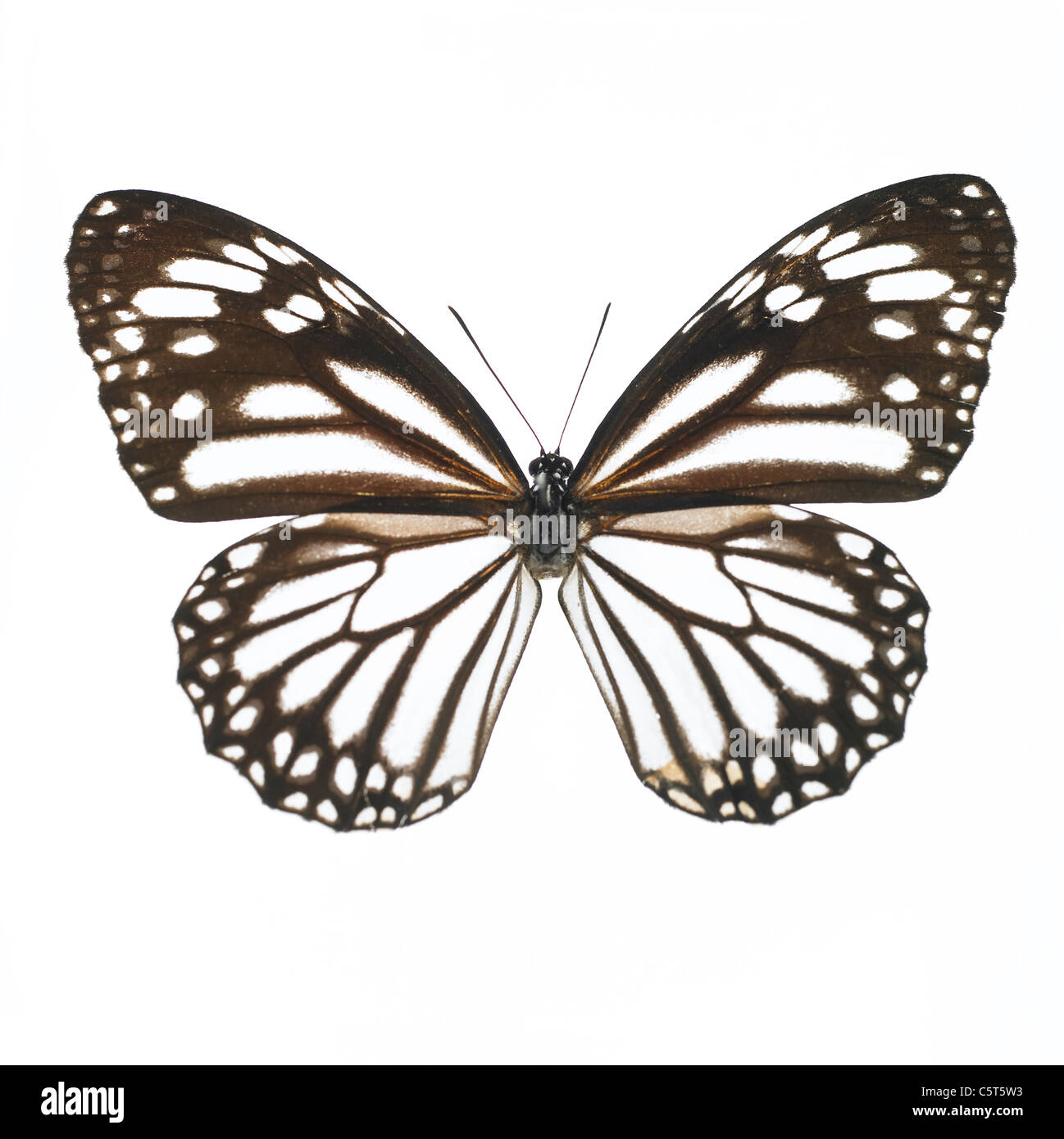 A butterfly on white background Stock Photo - Alamy