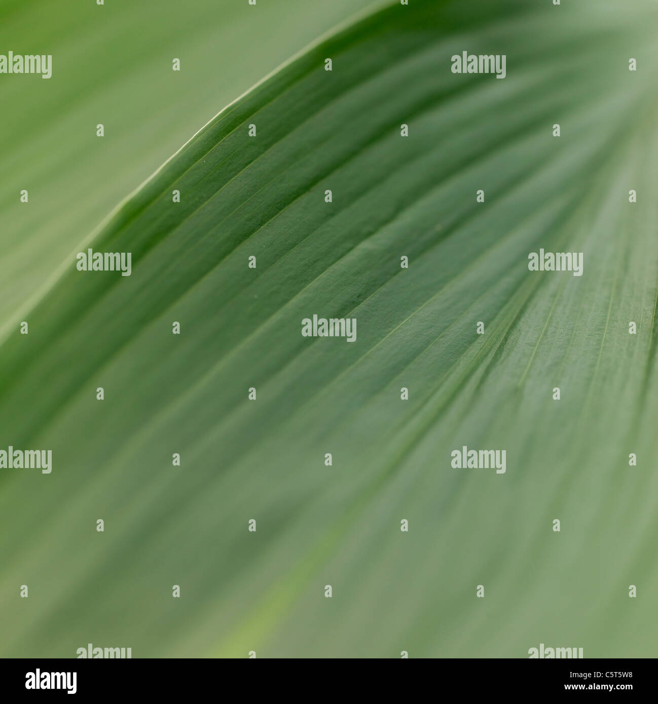 Plant leaves Stock Photo