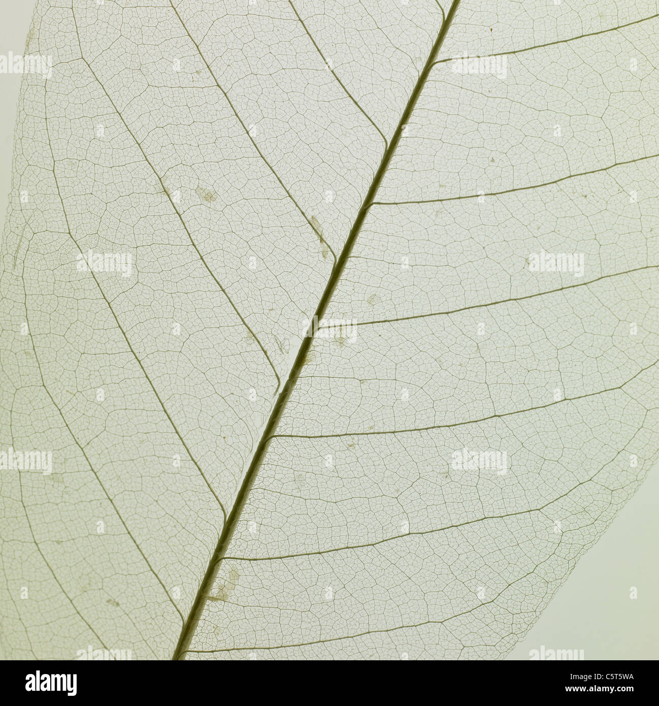 Close up of leaf vein Stock Photo
