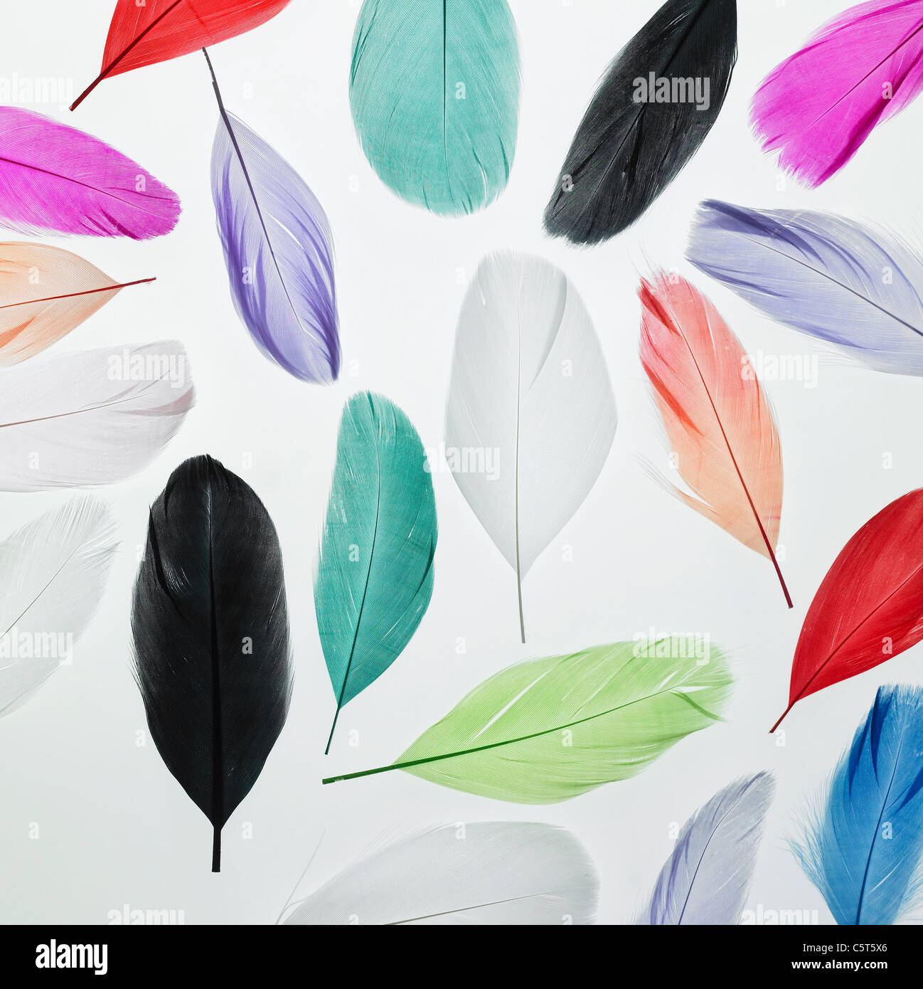 Various colors of feathers Stock Photo