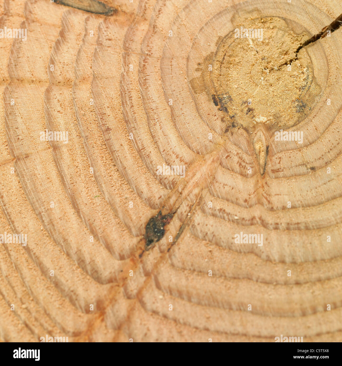 Cross section of logs Stock Photo