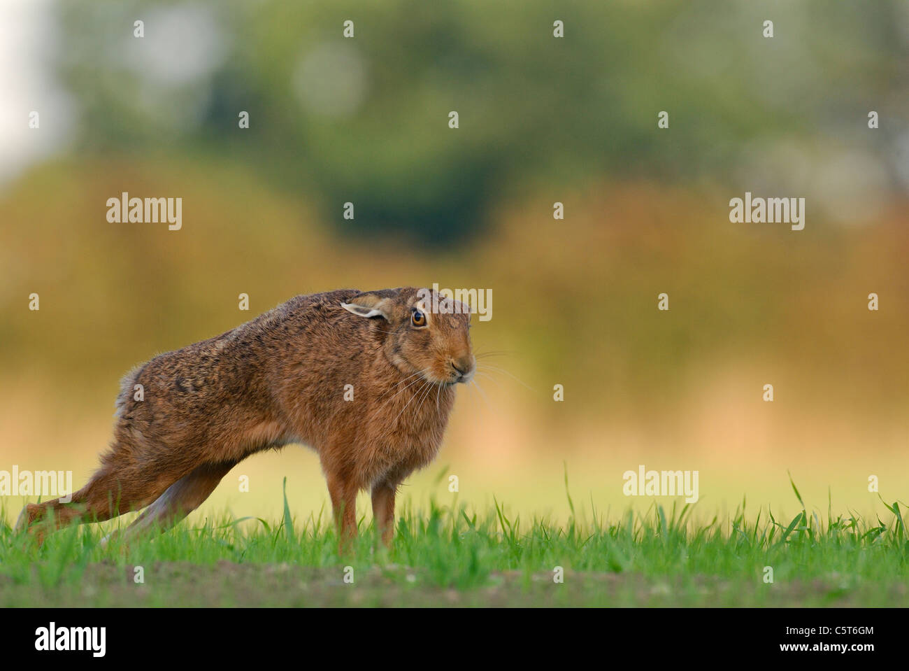BROWN HARE Lepus europaeus Profile portrait of an adult stretching in a newly planted crop field. May. Derbyshire, UK Stock Photo