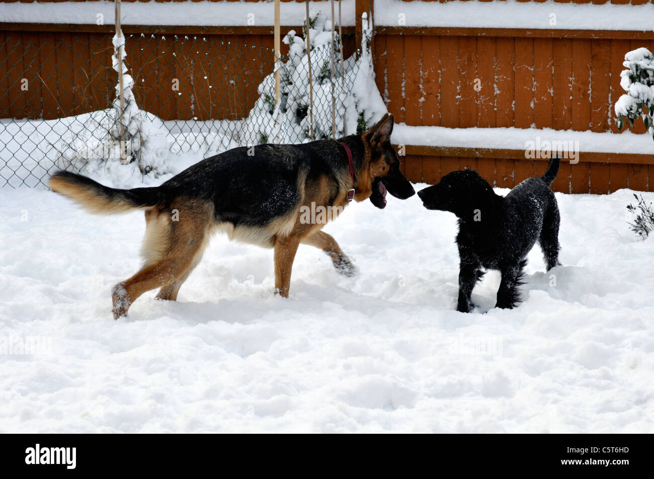 Cocker spaniel hotsell german shepherd