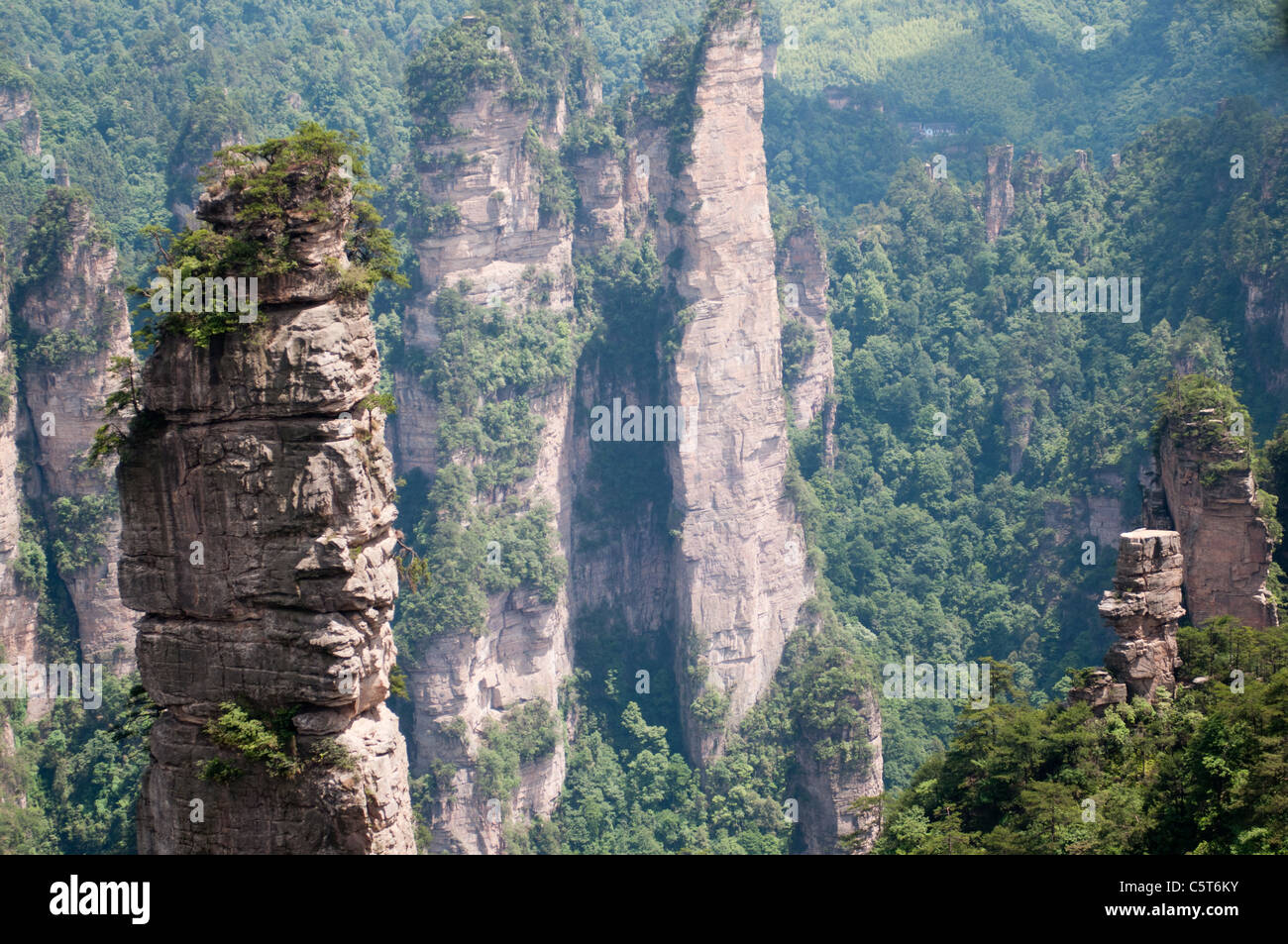 National tree of china hires stock photography and images Alamy