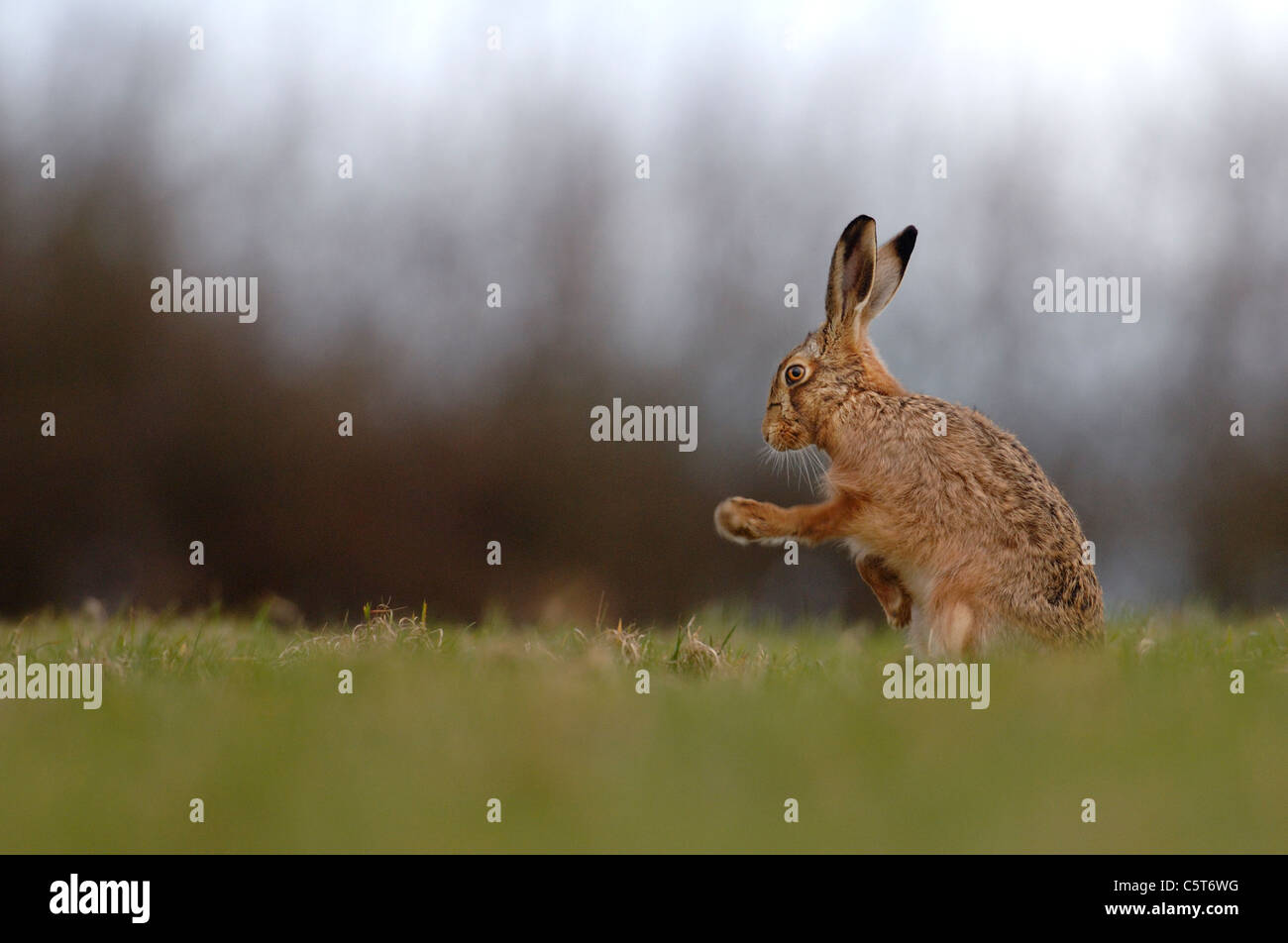 BROWN HARE Lepus europaeus An adult shakes his front legs after grooming itself in a small field. March.  Derbyshire, UK Stock Photo