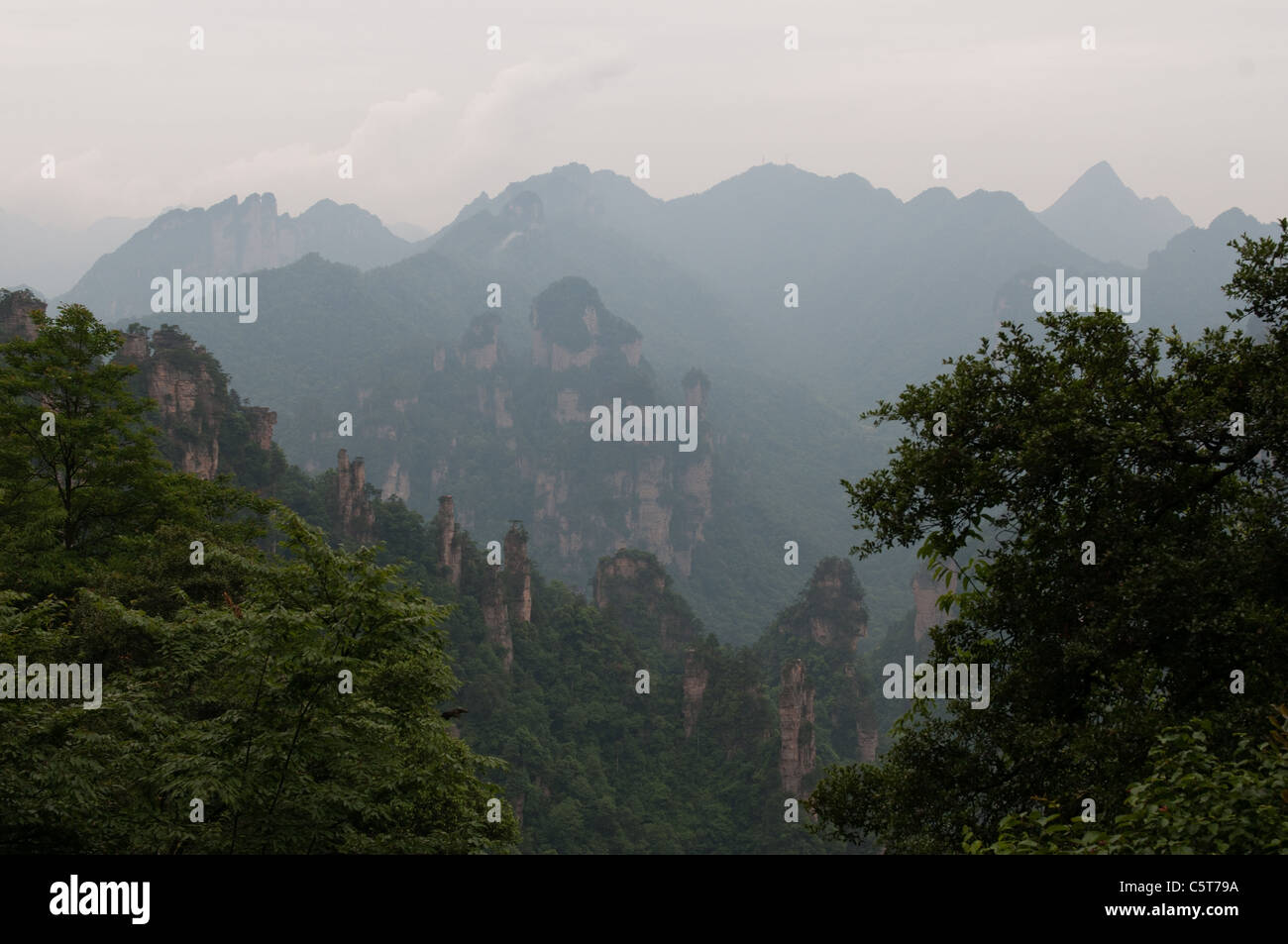 National tree of china hires stock photography and images Alamy