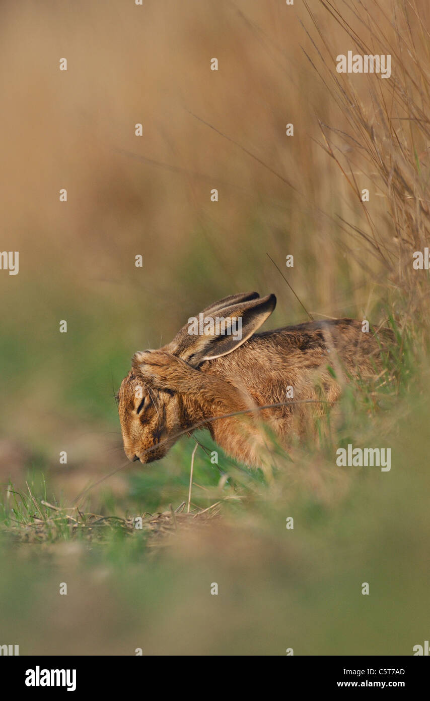 BROWN HARE Lepus europaeus Profile of an adult washing its ears whilst resting in a field margin. Derbyshire, UK Stock Photo