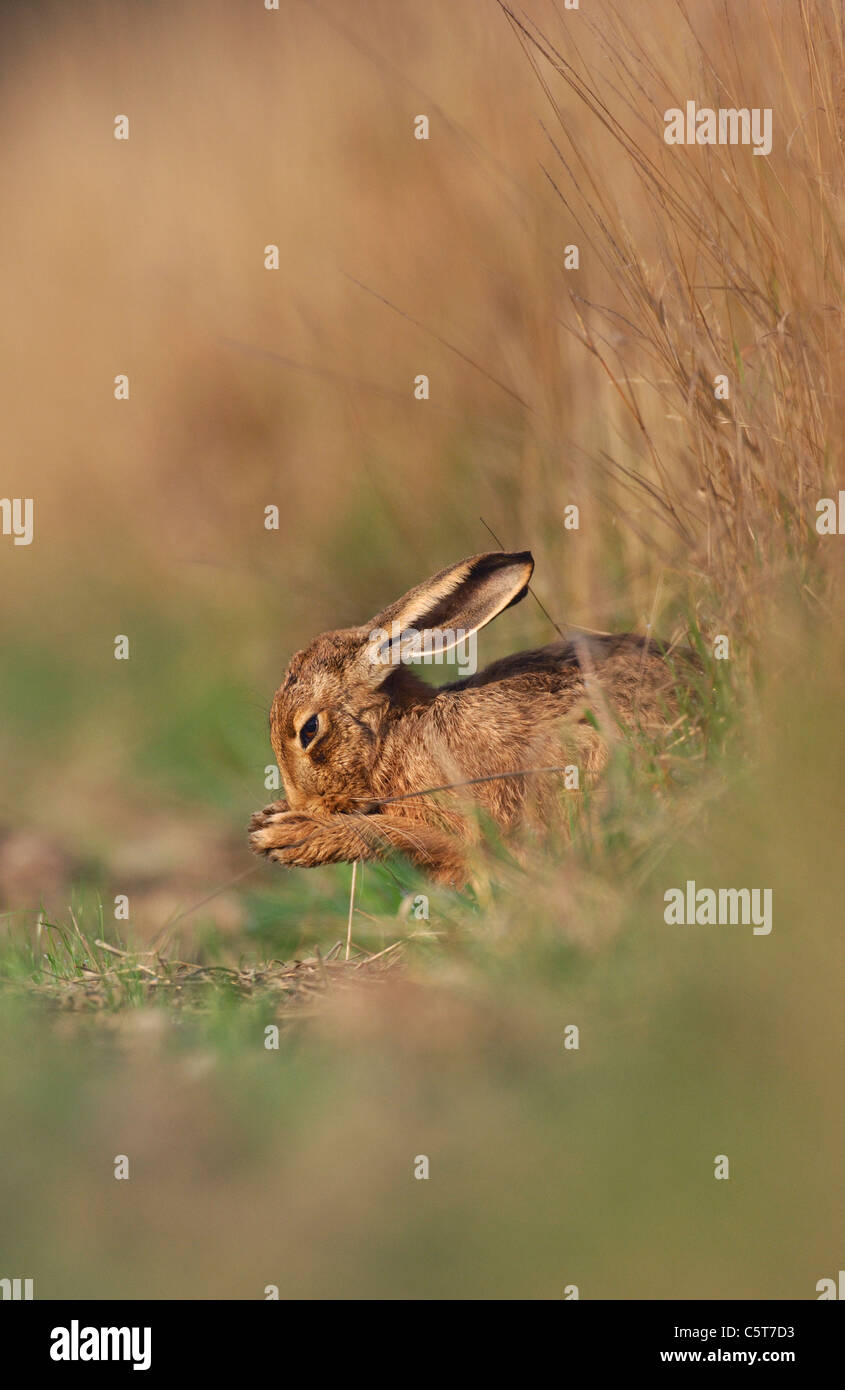 BROWN HARE Lepus europaeus Profile of an adult grooming itself in a field margin. Derbyshire, UK Stock Photo