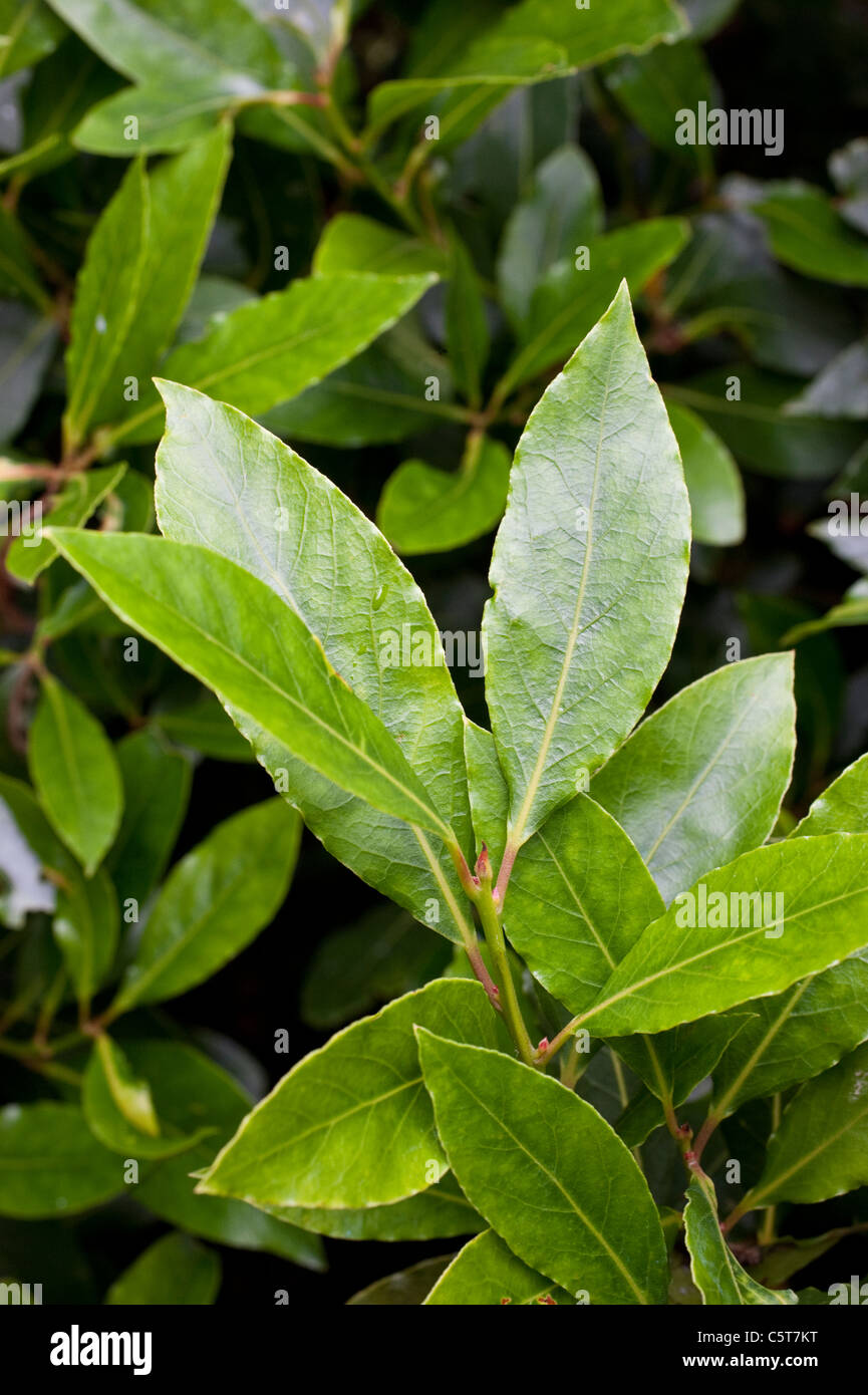 Bay leaves growing on the tree Stock Photo Alamy