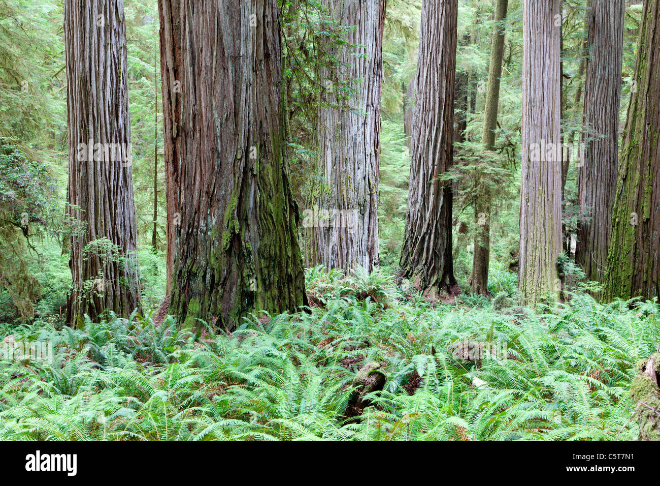 Redwood Trees and ferns on Boy Scout Tree Trail California USA Stock Photo