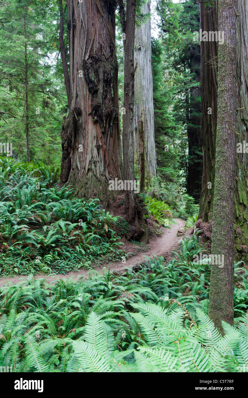 Path on Redwood Tree on Boy Scout Tree Trail California USA Stock Photo