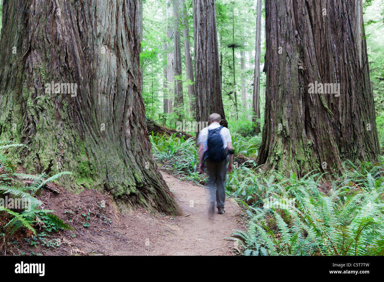 Hiker on the Boy Scout Tree Trail California USA Stock Photo