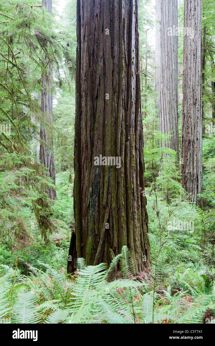 Redwood Tree on Boy Scout Tree Trail CA California Stock Photo