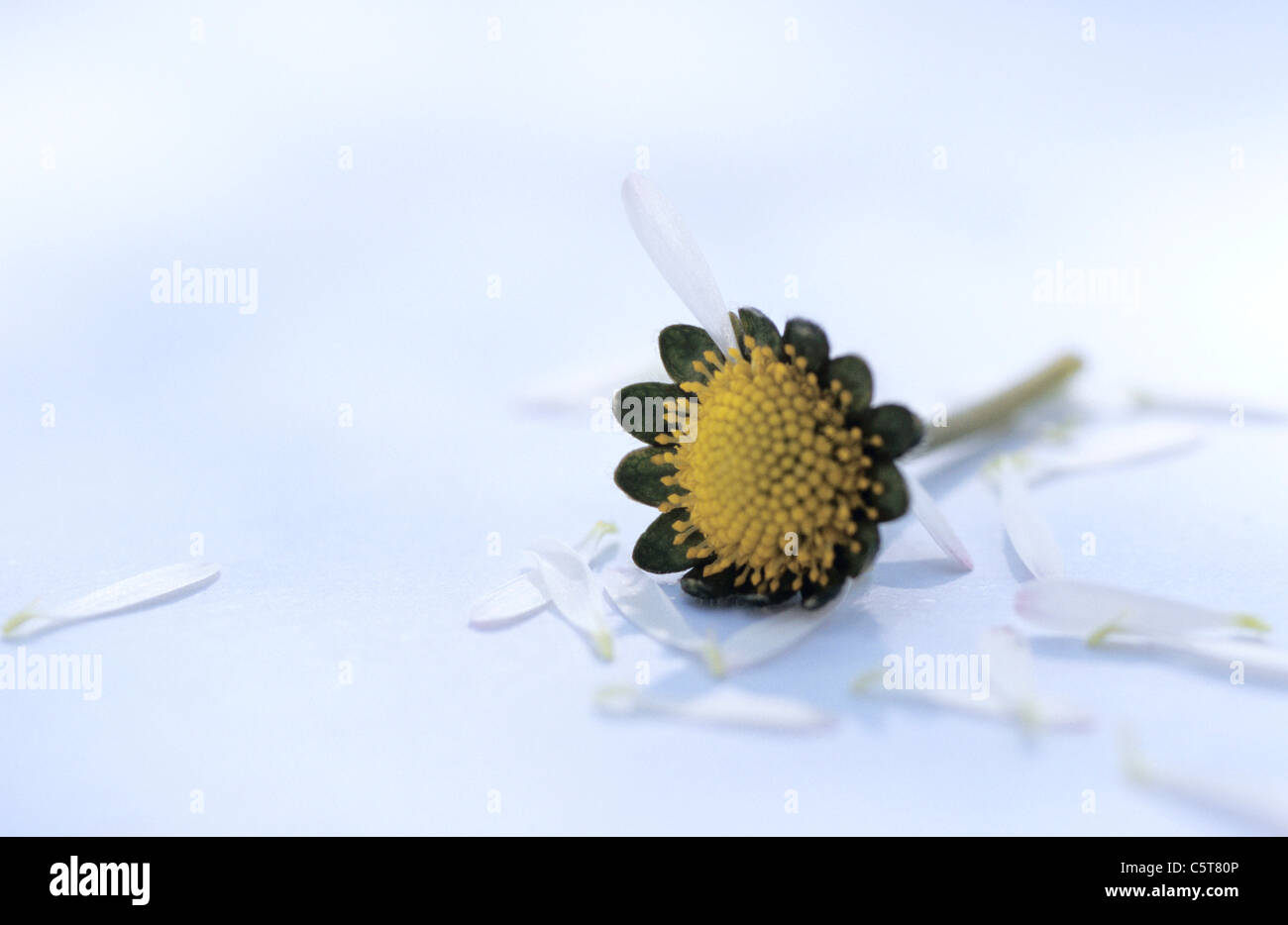 Daisy plucking petal hires stock photography and images Alamy