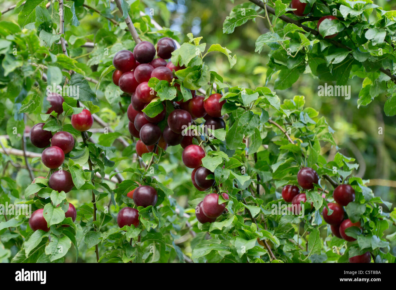 Wild small plums or damsons ('soor plooms') in the Scottish Borders UK Stock Photo