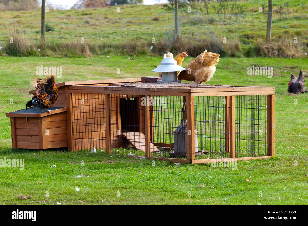 Free range chickens and hen coup Stock Photo