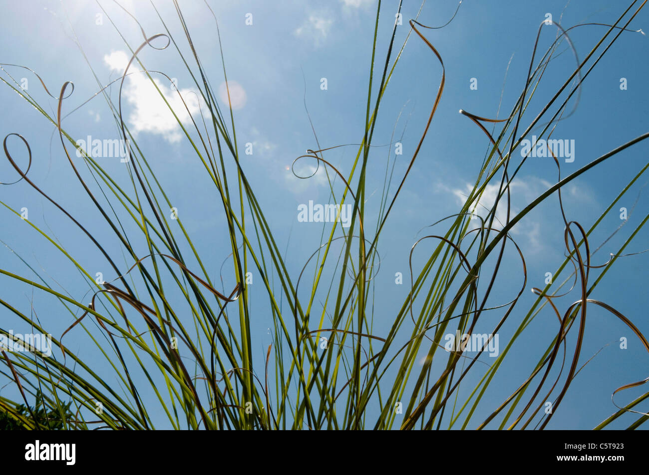 France, Alsace, Grass against blue sky Stock Photo - Alamy