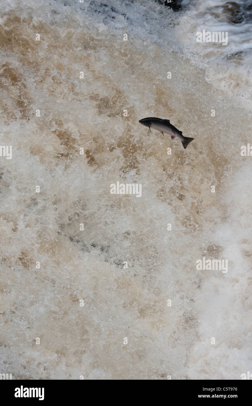 Salmon jumping out of the river at the Fall of Shin in Scotland Stock