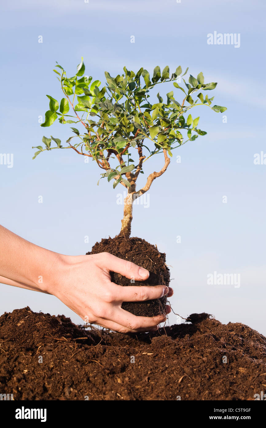 Person planting Pistachio tree in soil Stock Photo