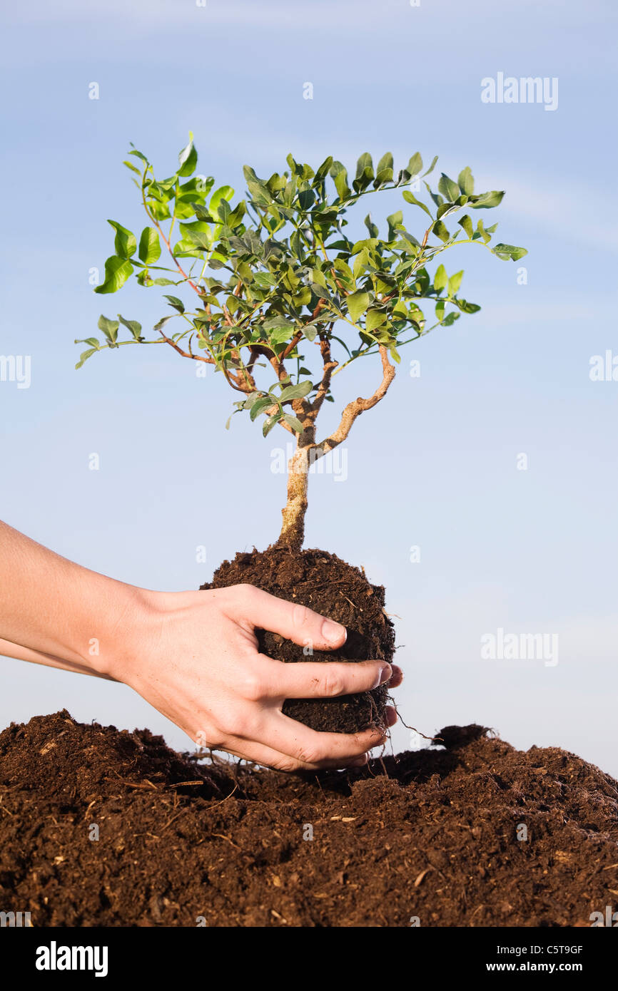 How many trees can one person plant in a day zillaherof