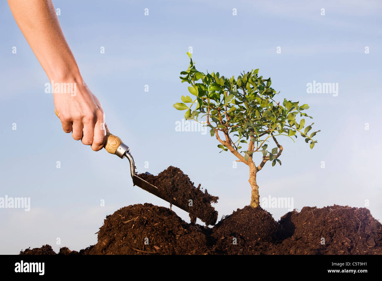 Person planting Pistachio tree in soil Stock Photo