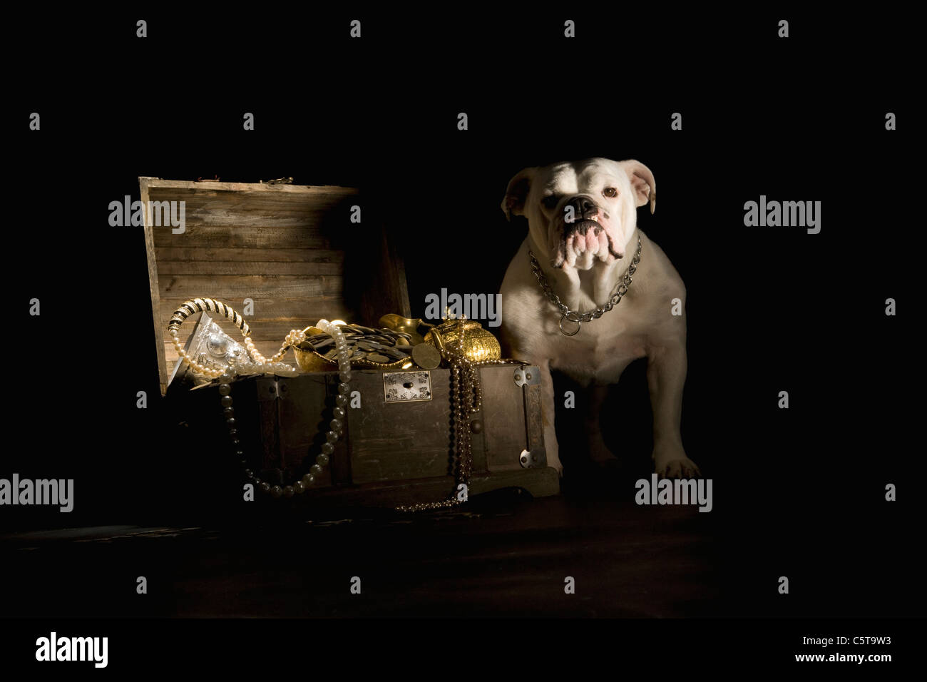Bulldog standing next treasure chest, portrait Stock Photo