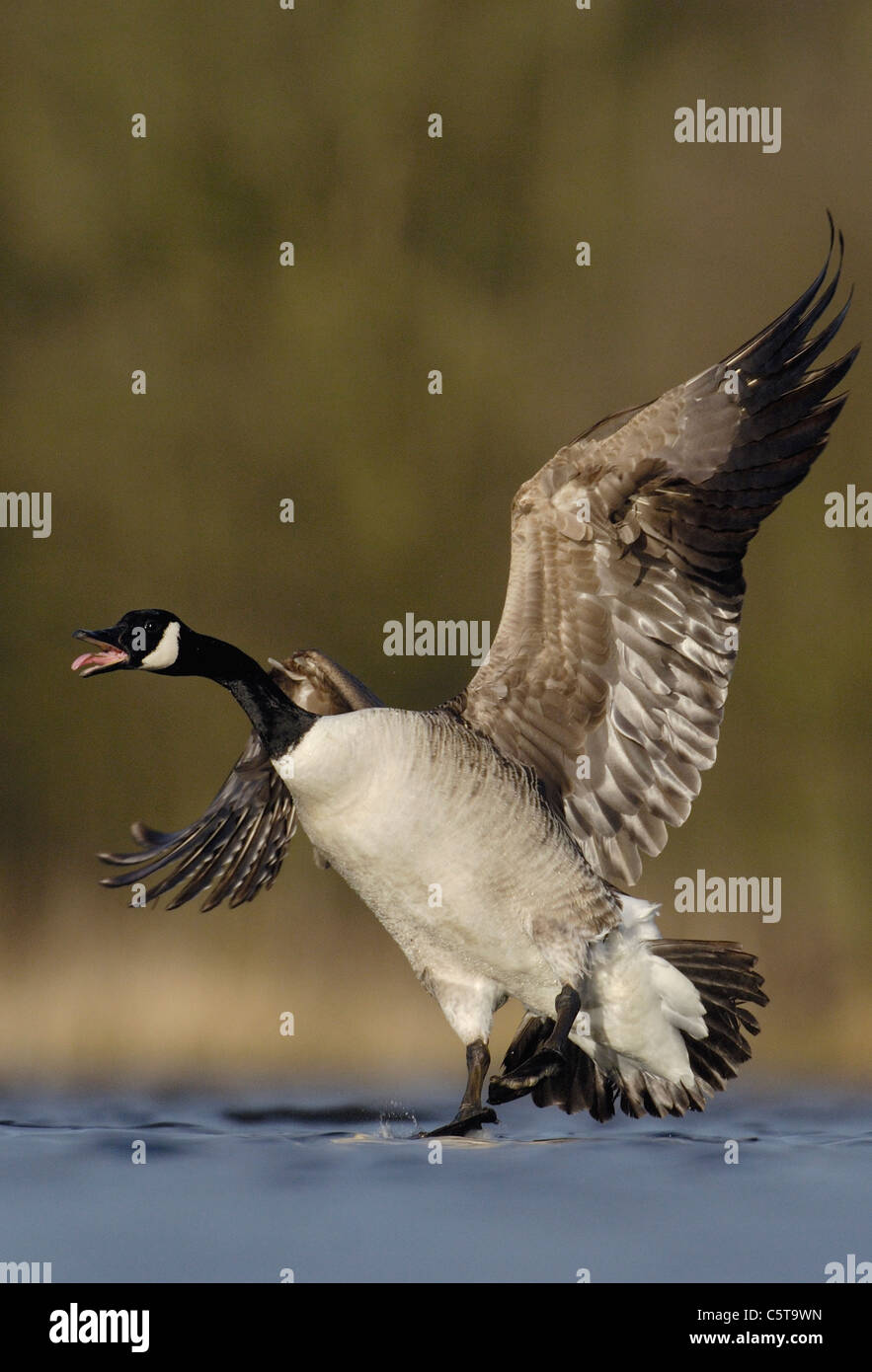 CANADA GOOSE Branta canadensis An adult calls to other geese as it touches down on a lake in winter sunlight.  Derbyshire, UK Stock Photo