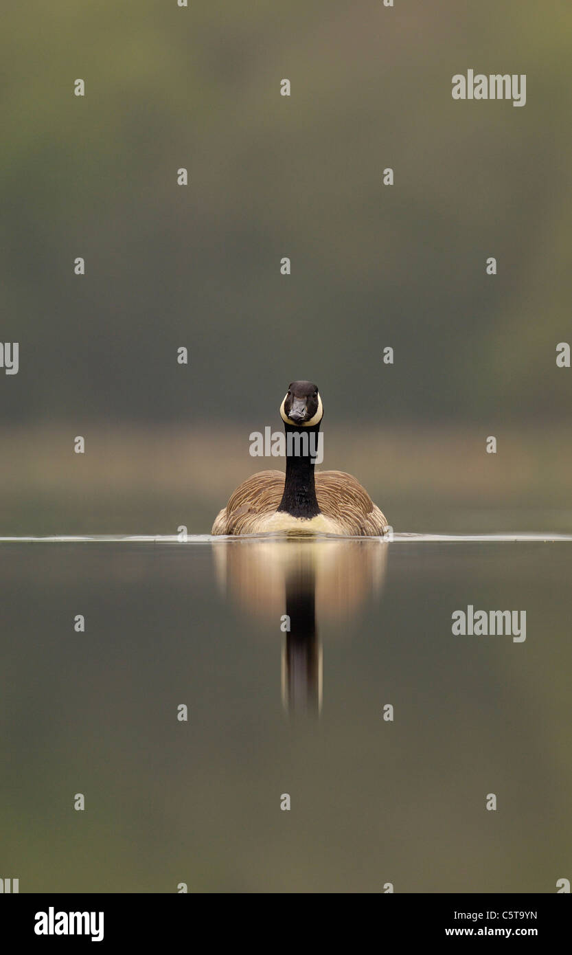 CANADA GOOSE Branta canadensis An adult on a tranquil lake at dawn. Derbyshire, UK  Photographer.Andrew Parkinson Stock Photo