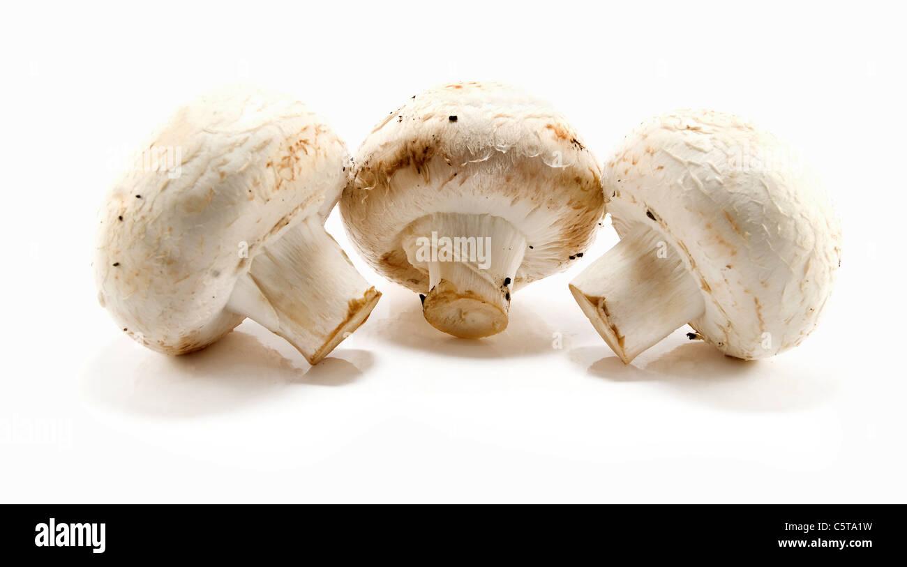 Common mushrooms (Agaricus bisporus) on white background Stock Photo