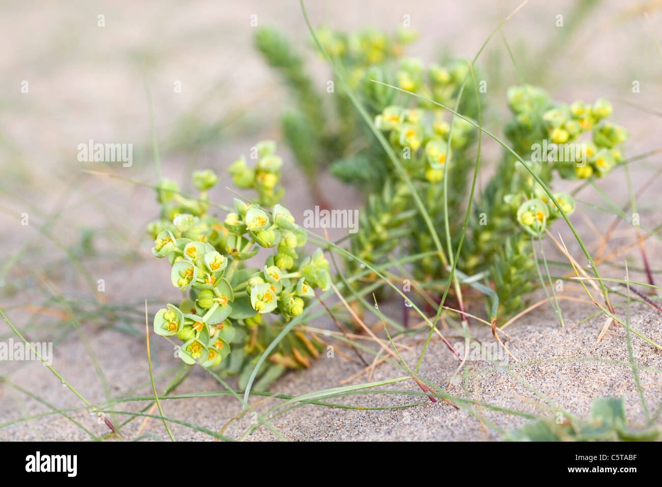 Sea Spurge; Euphorbia paralias; Cornwall; UK Stock Photo
