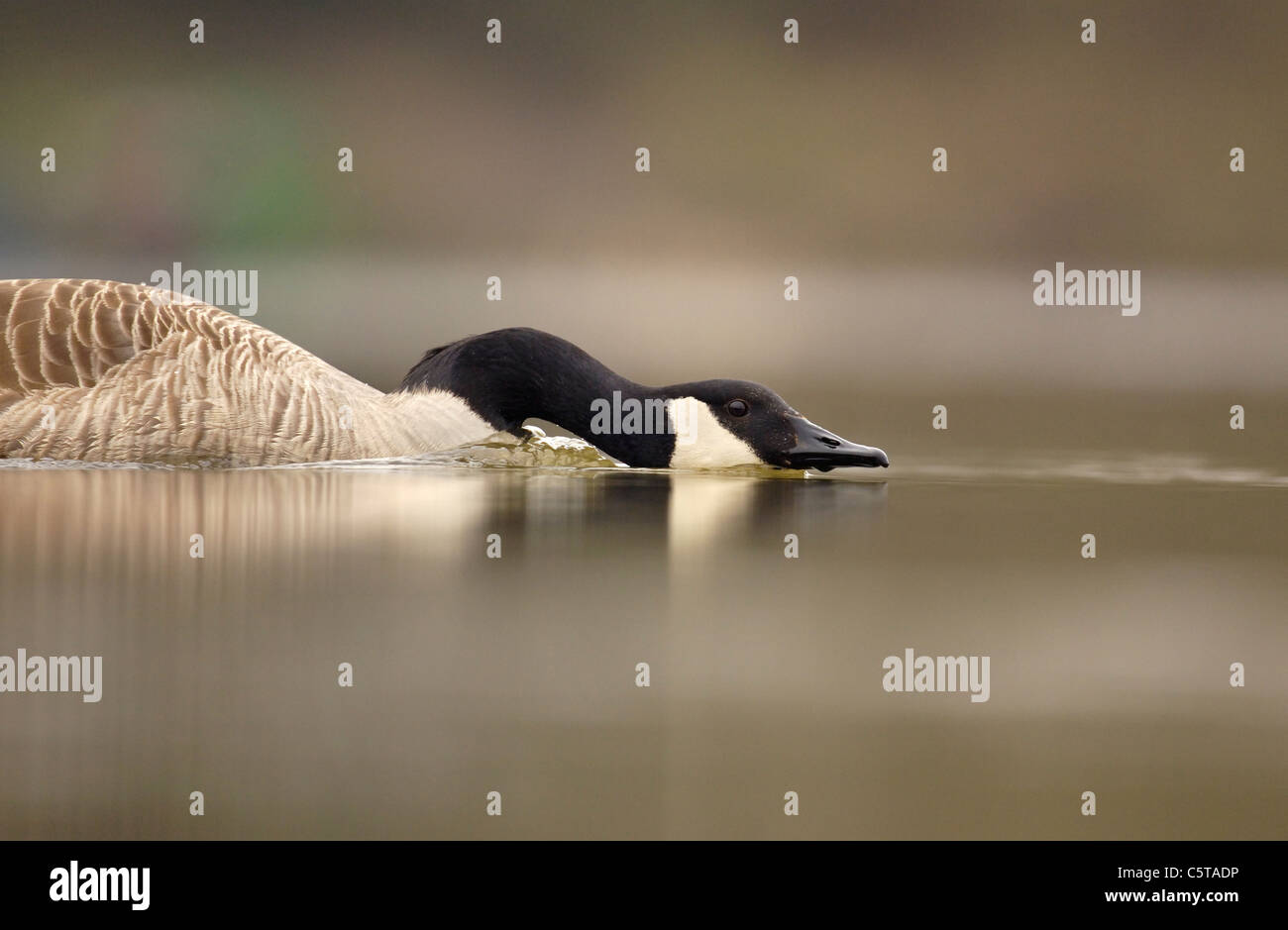 CANADA GOOSE Branta canadensis An adult in an aggressive territorial charge.  Derbyshire, UK Stock Photo