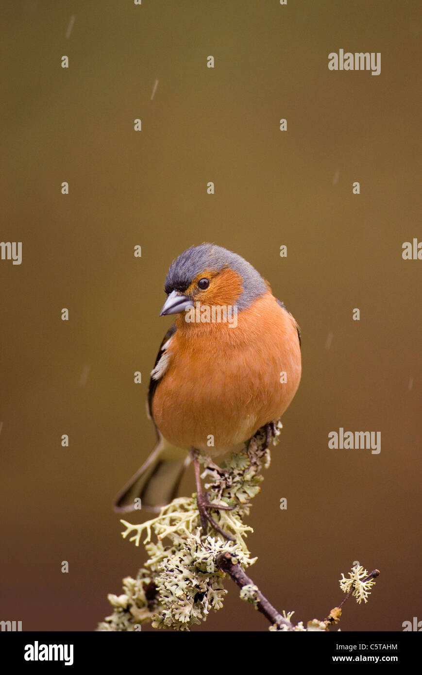 Chaffinch Fringilla coelebs An adult male perched on a lichen covered branch in the rain.  Scotland, UK Stock Photo
