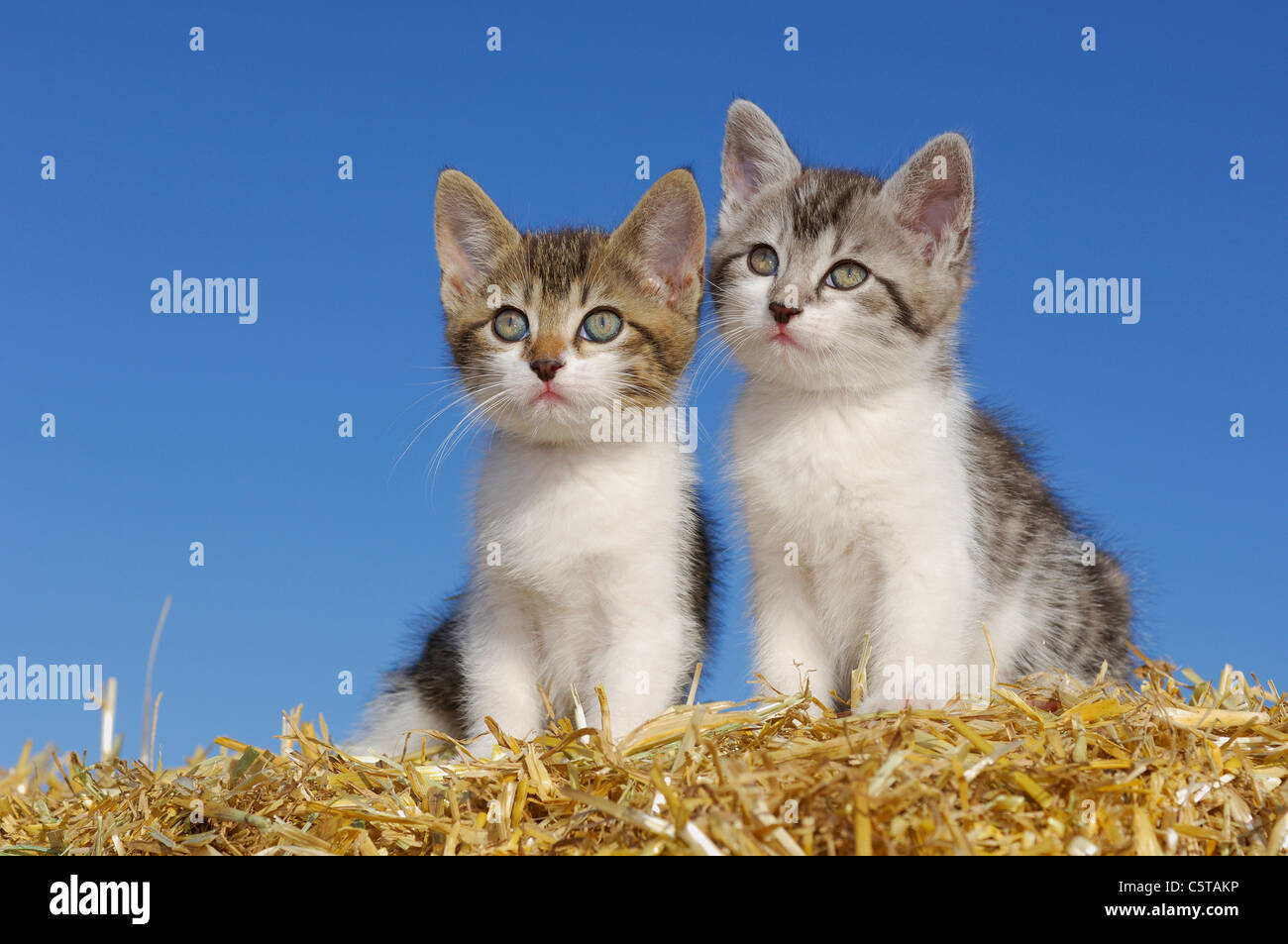 Germany, Bavaria, Two kittens in straw Stock Photo