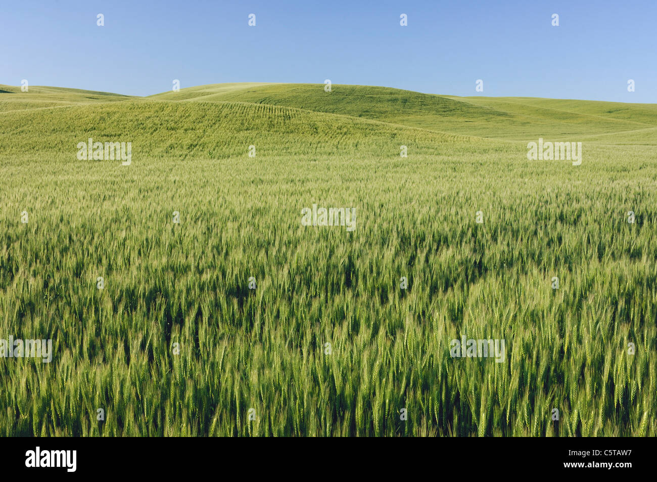 USA, Washington State, Palouse, Field landscape Stock Photo - Alamy