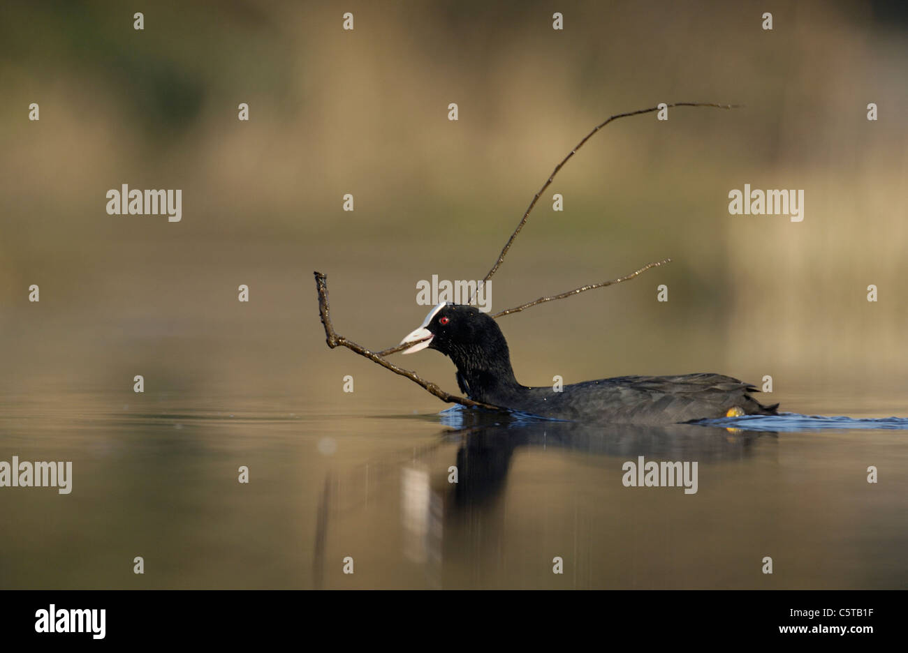 COOT Fulica atra An adult carrying nesting material. March.  Derbyshire, UK Stock Photo
