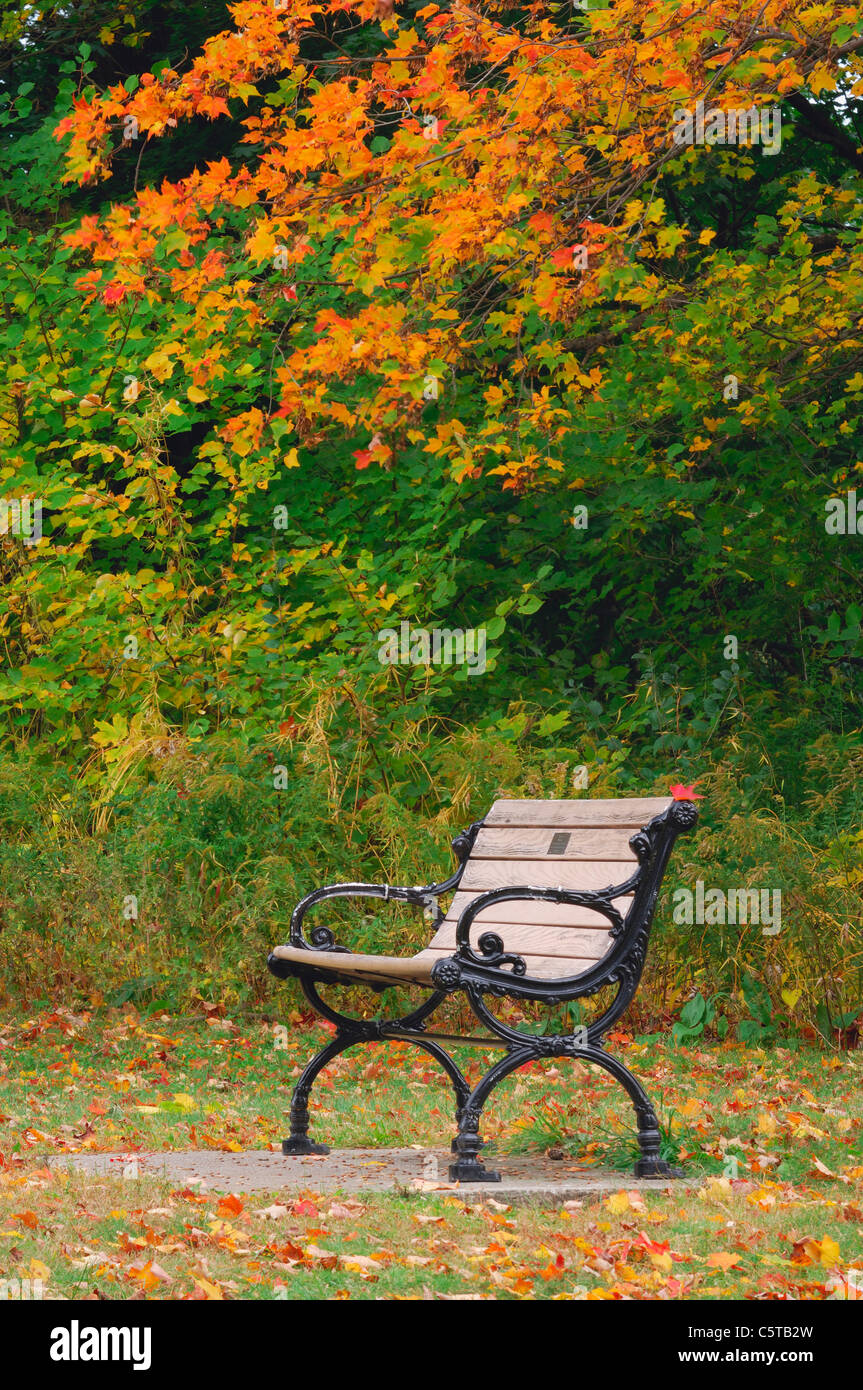 Canada Ontario Deserted Park Bench Autumn Foliage Stock Photo