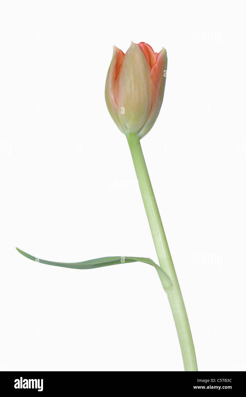 Tulipa Spec High Resolution Stock Photography and Images - Alamy