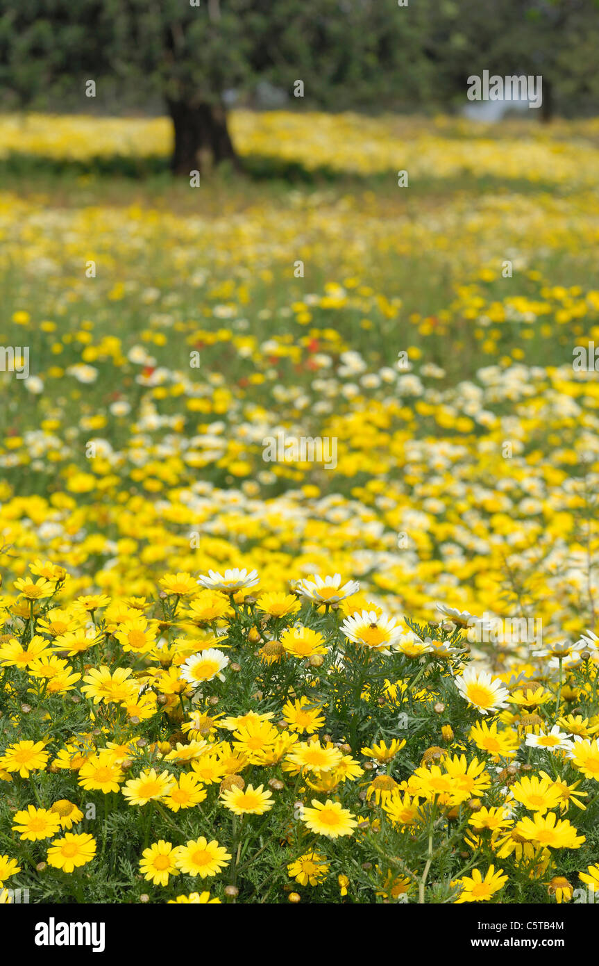 Garland chrysanthemum hires stock photography and images Alamy