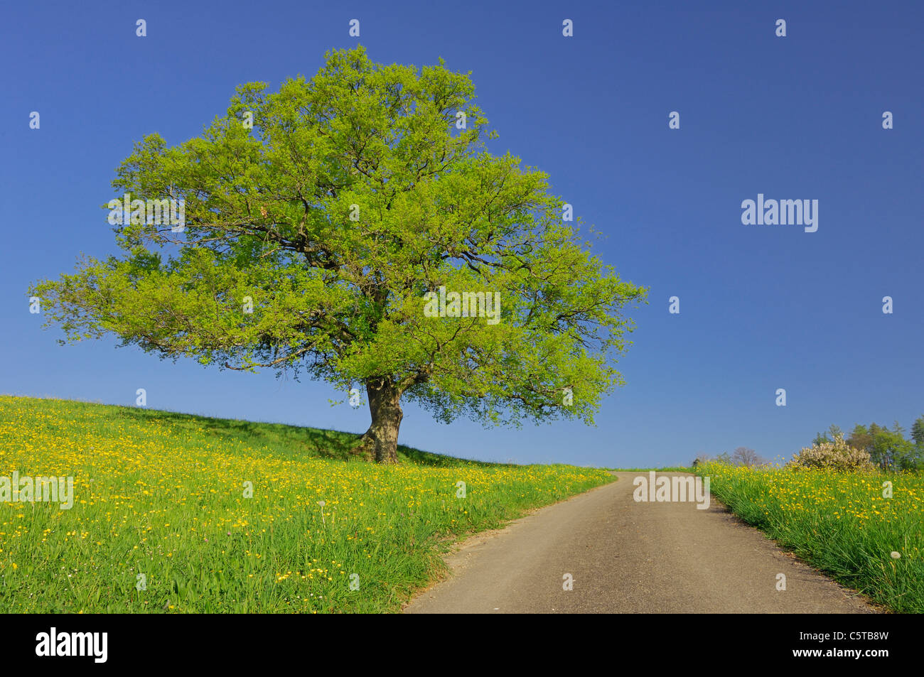 Switzerland, Oak tree in field Stock Photo