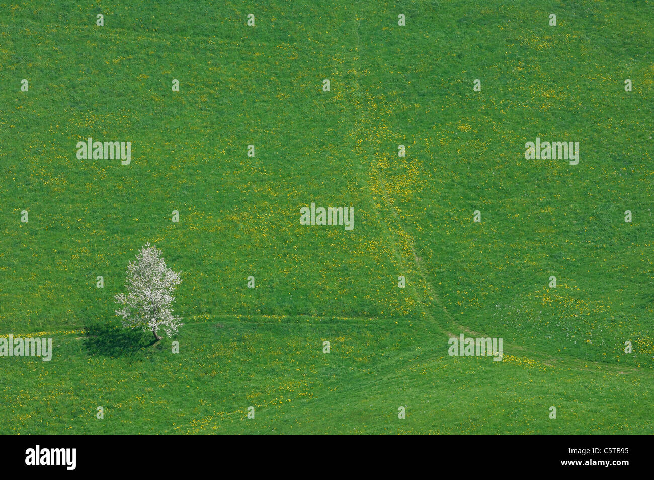 Switzerland, Cherry tree in field, elevated view Stock Photo