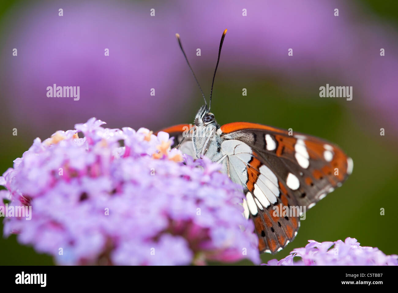 Southern White Admiral Butterfly; Limenitis reducta; captive on verbena Stock Photo