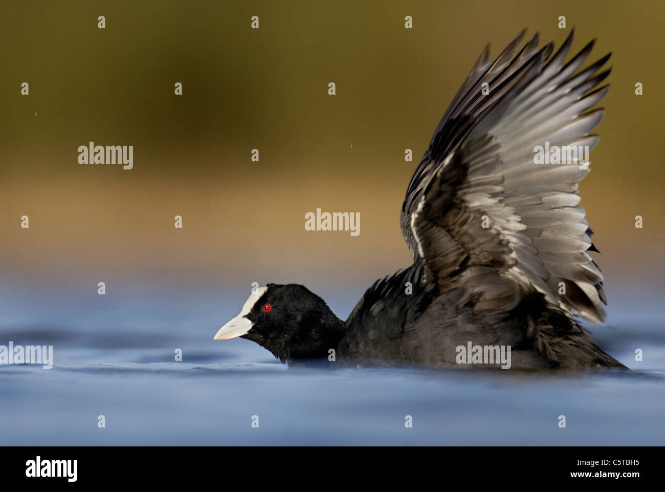 COOT Fulica atra An adult stretches its wings after bathing. March.  Derbyshire, UK Stock Photo