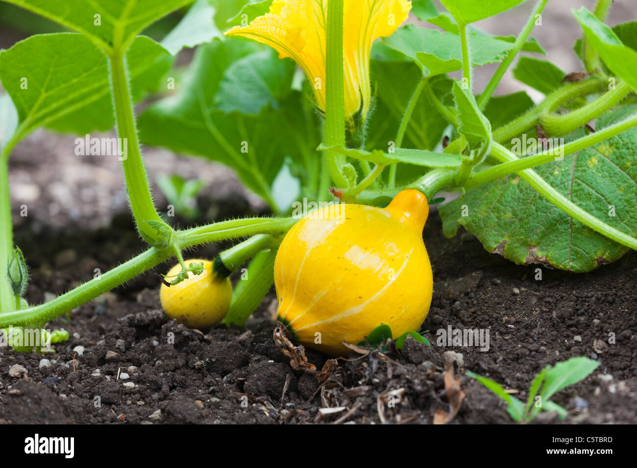 Yellow gourd growing the ground Stock Photo Alamy