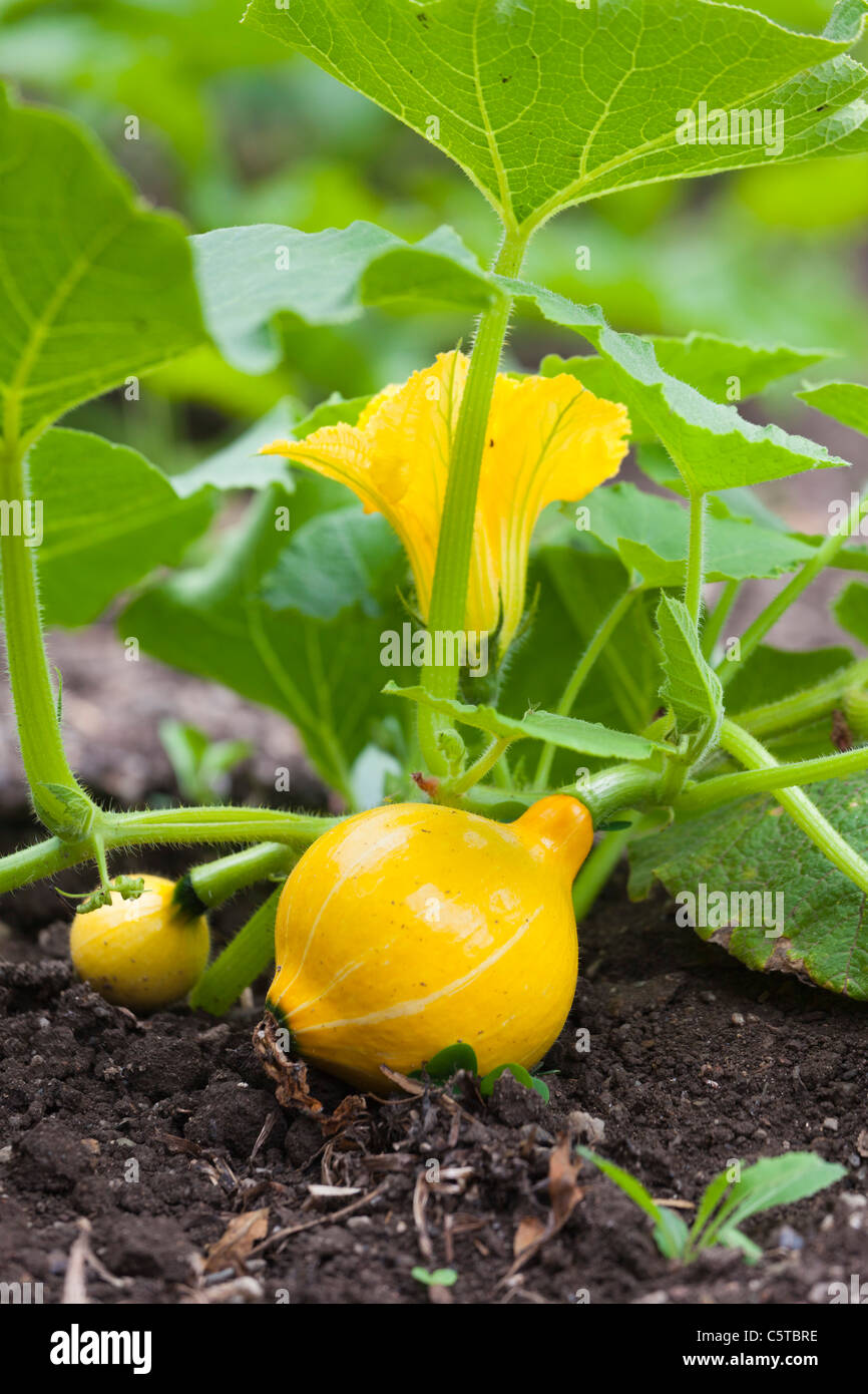 Yellow gourd growing the ground Stock Photo