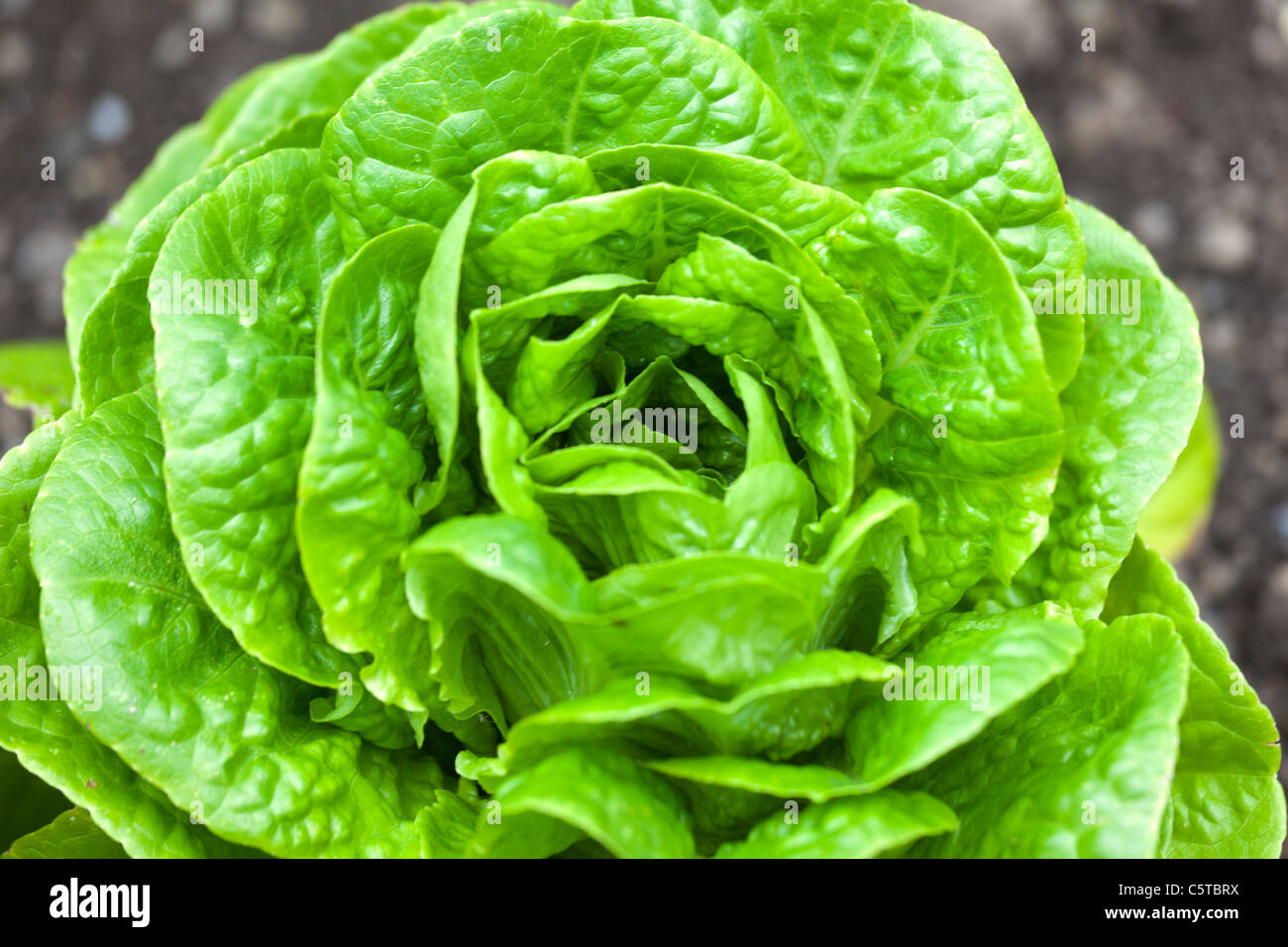 Lettuce growing outside Stock Photo Alamy