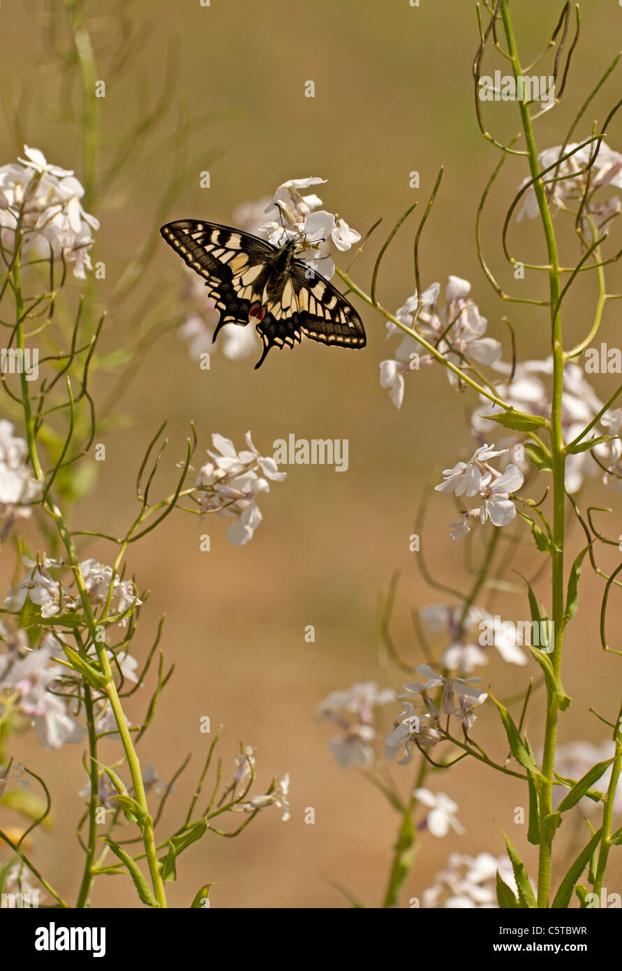 Swallowtail butterfly papilio machaon britannicus feeding on phlox