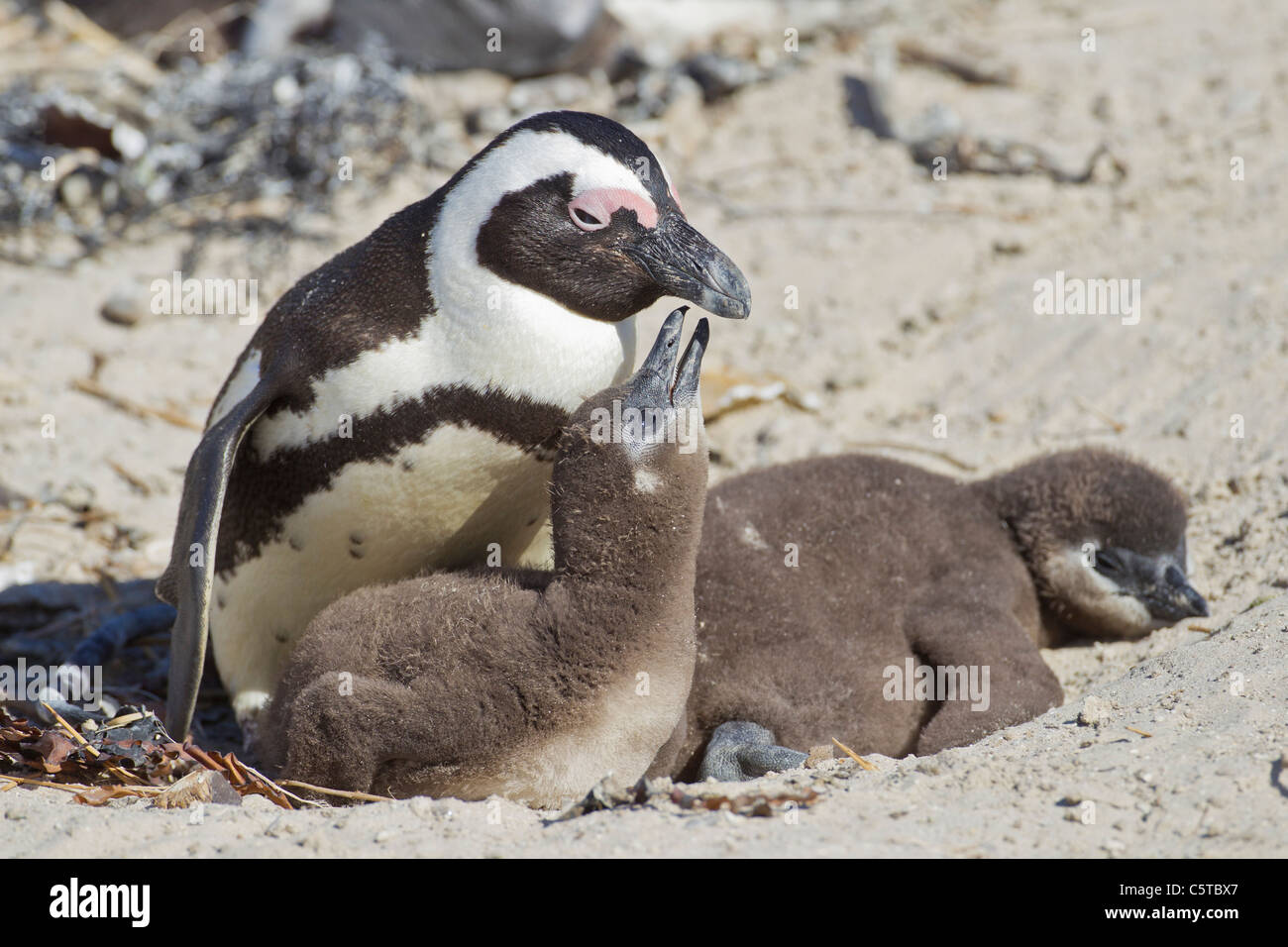African penguins (spheniscus demersus) at the Boulders colony in Cape Town, South Africa. Stock Photo