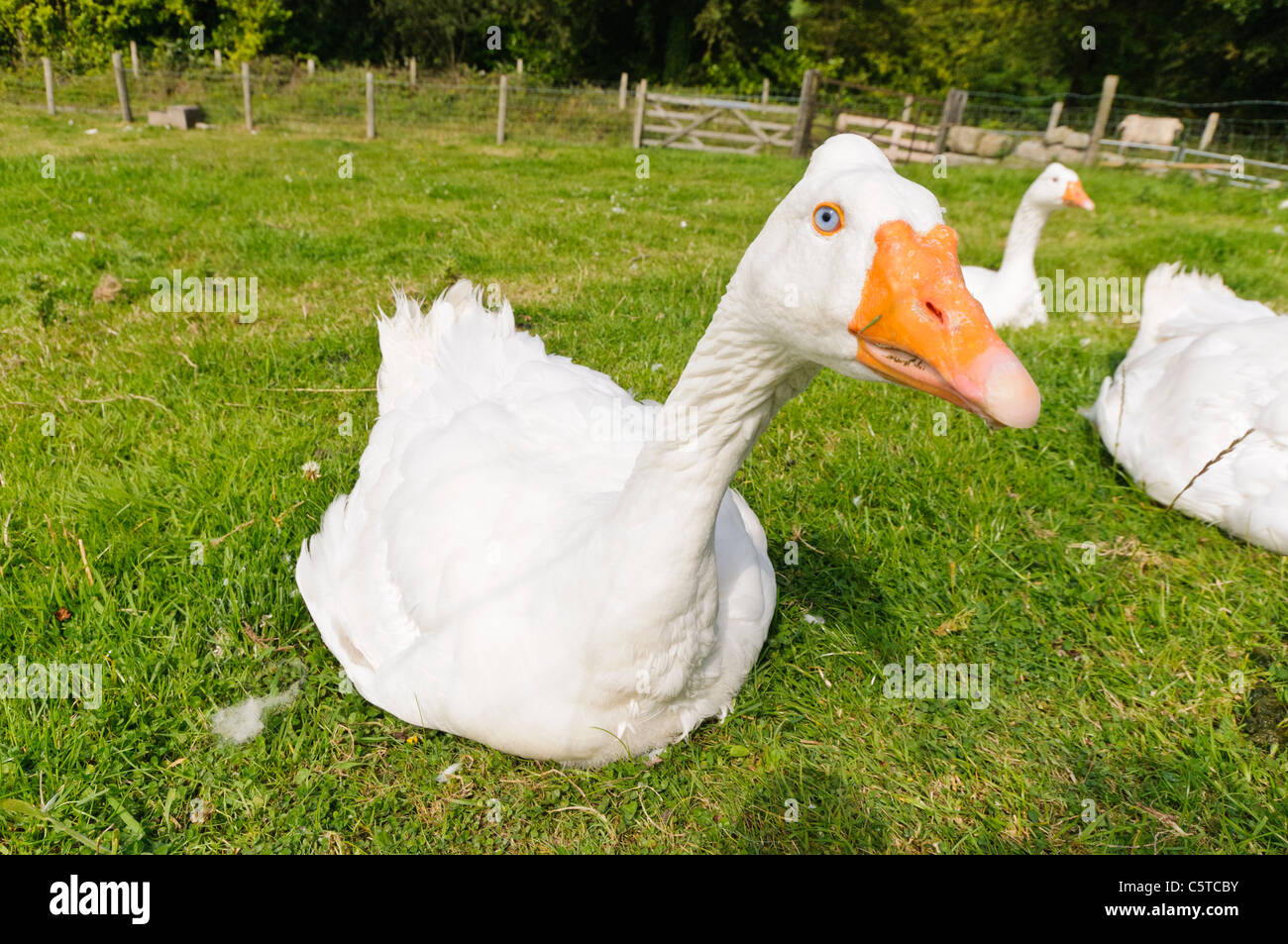 White goose in a field Stock Photo