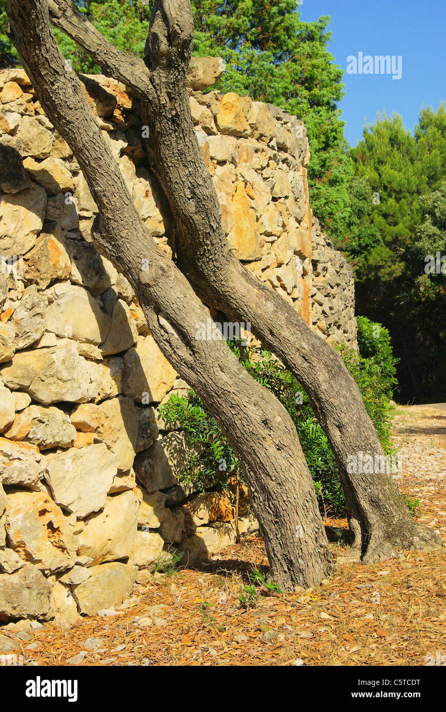 Olivenbaum an Mauer - olive tree on wall 01 Stock Photo