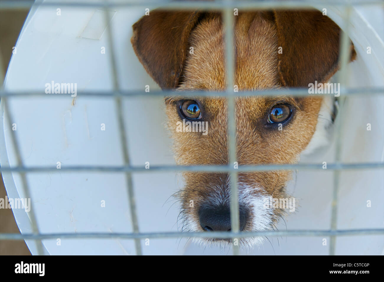 Jack Russell in a cage wearing a cone of shame Stock Photo Alamy